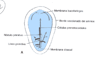 Embriologia- ucc: Cpaitulo 5