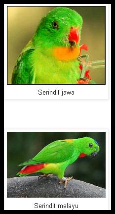 Mengenal Jenis Burung Serindit Dan Daerah Asalnya Merawat Burung