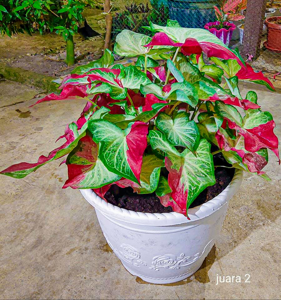 Mengenal Jenis Tanaman Keladi Hias