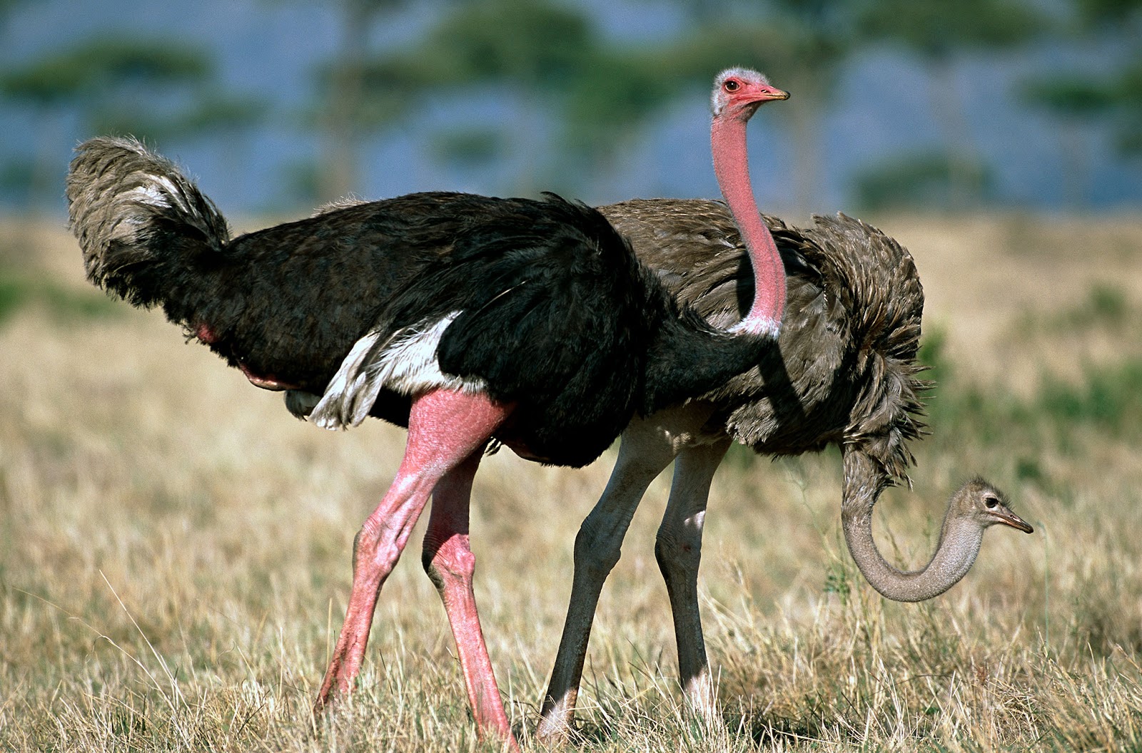 Interesting facts about Ostrich, heaviest & tallest bird in the World