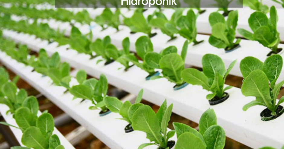 Manfaat Plastik Uv - Cara Sempurna Budidaya Tanaman Hidroponik - Lim