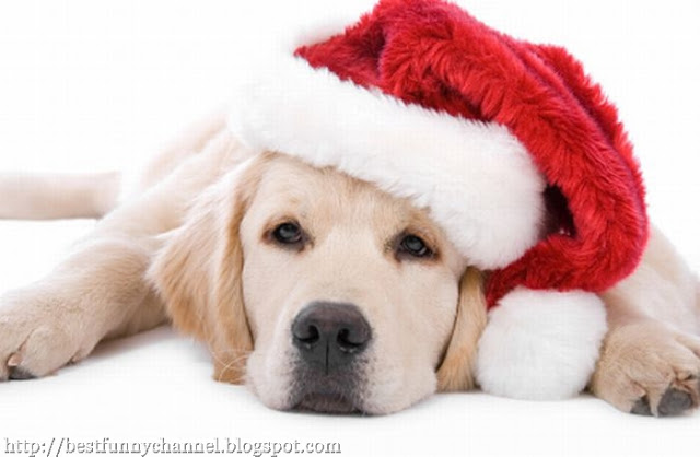 Beautiful dog in a red cap