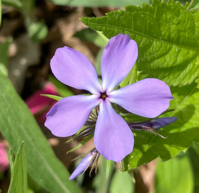 Phlox divaricata, Wild Blue Phlox