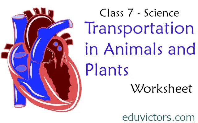 CBSE Papers, Questions, Answers, MCQ ...: CBSE Class 7 - Science -  Transportation in Animals and Plants (Worksheet )(#class7Science)(#eduvictors)