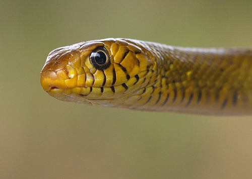 Through the Eyes of a Zoologist : Snakes of Nepal