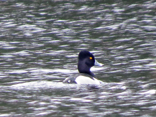Ring-neck duck male