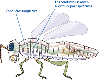 Insecto, Animal Imágenes gratis en Pixabay - imagenes de animales insectos