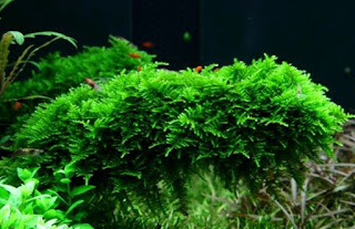 Tanaman Aquascape yang Bisa Hidup Tanpa CO2 Moss Tanaman Aquascape yang Bisa Hidup Tanpa CO2