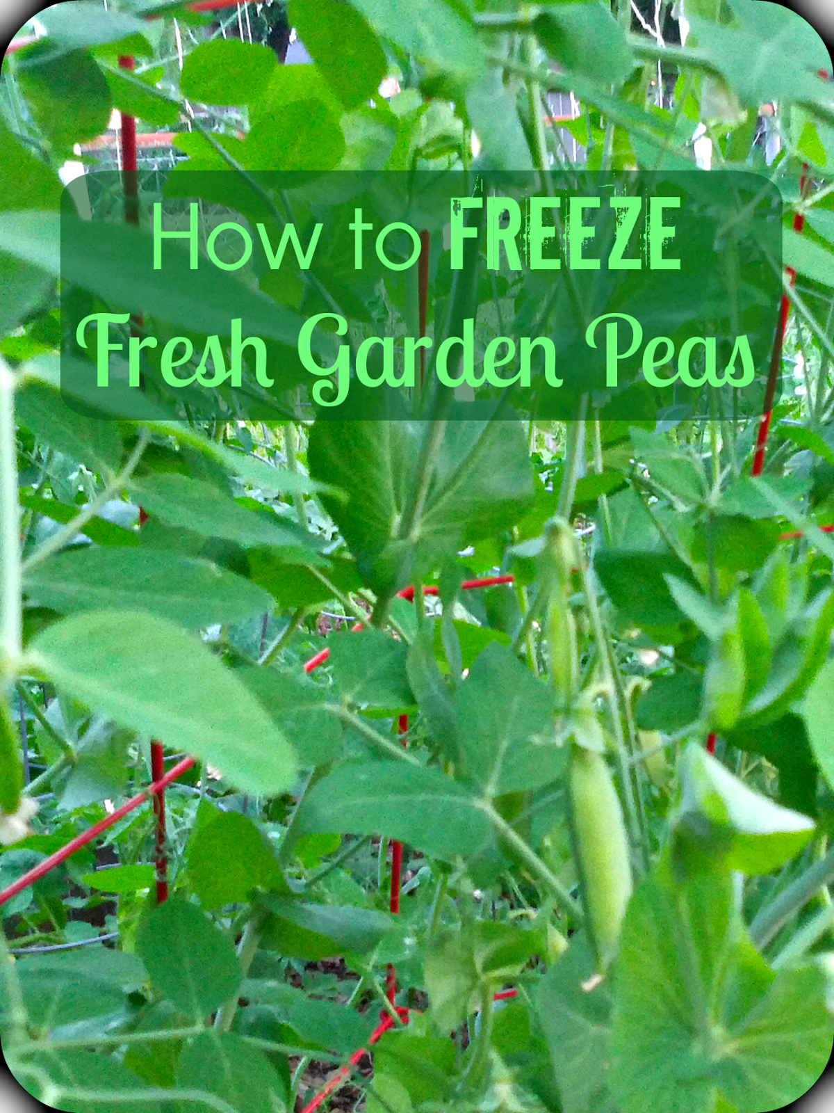 How to Freeze Fresh Garden Shell Peas
