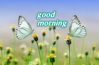 Good morning images for whatsapp in hindi by conversation of butterfly