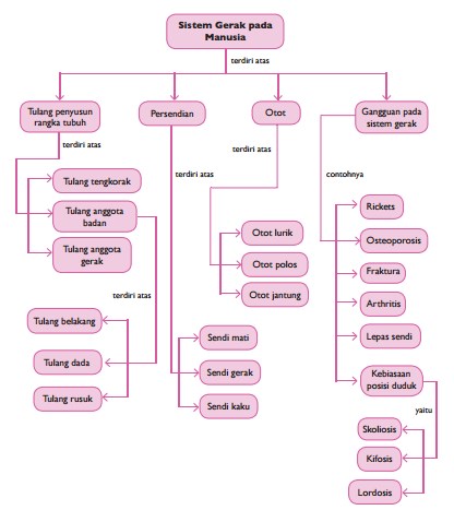 Sistem gerak pada manusia kelas 8