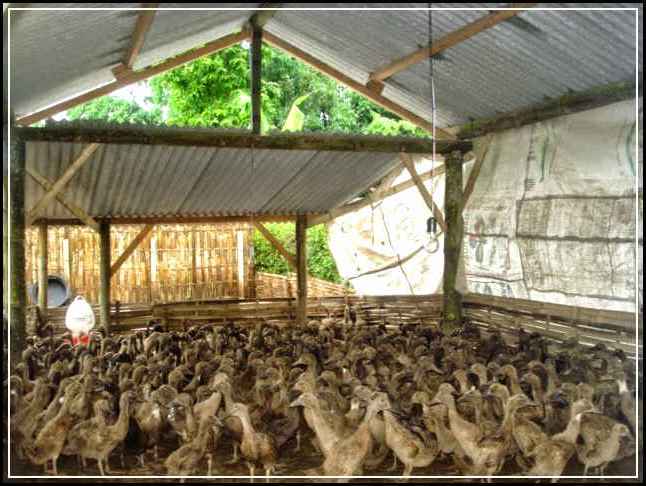 6 Kriteria Kandang Bebek Paling Ideal Untuk Usaha Ternak Bebek