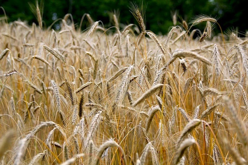 Какие зерновые культуры выращивали в россии. Зерновые культуры. Рожь иранская. Всходы овса и пшеницы. Выращивание пшеницы в Иране.