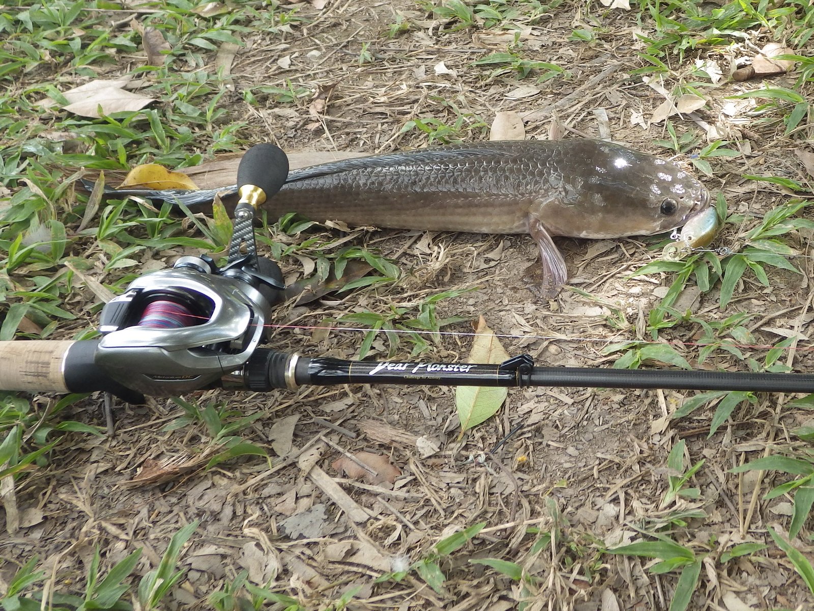 ライギョ釣り大会 プリプラ 1月6日 ベトナム100倍速