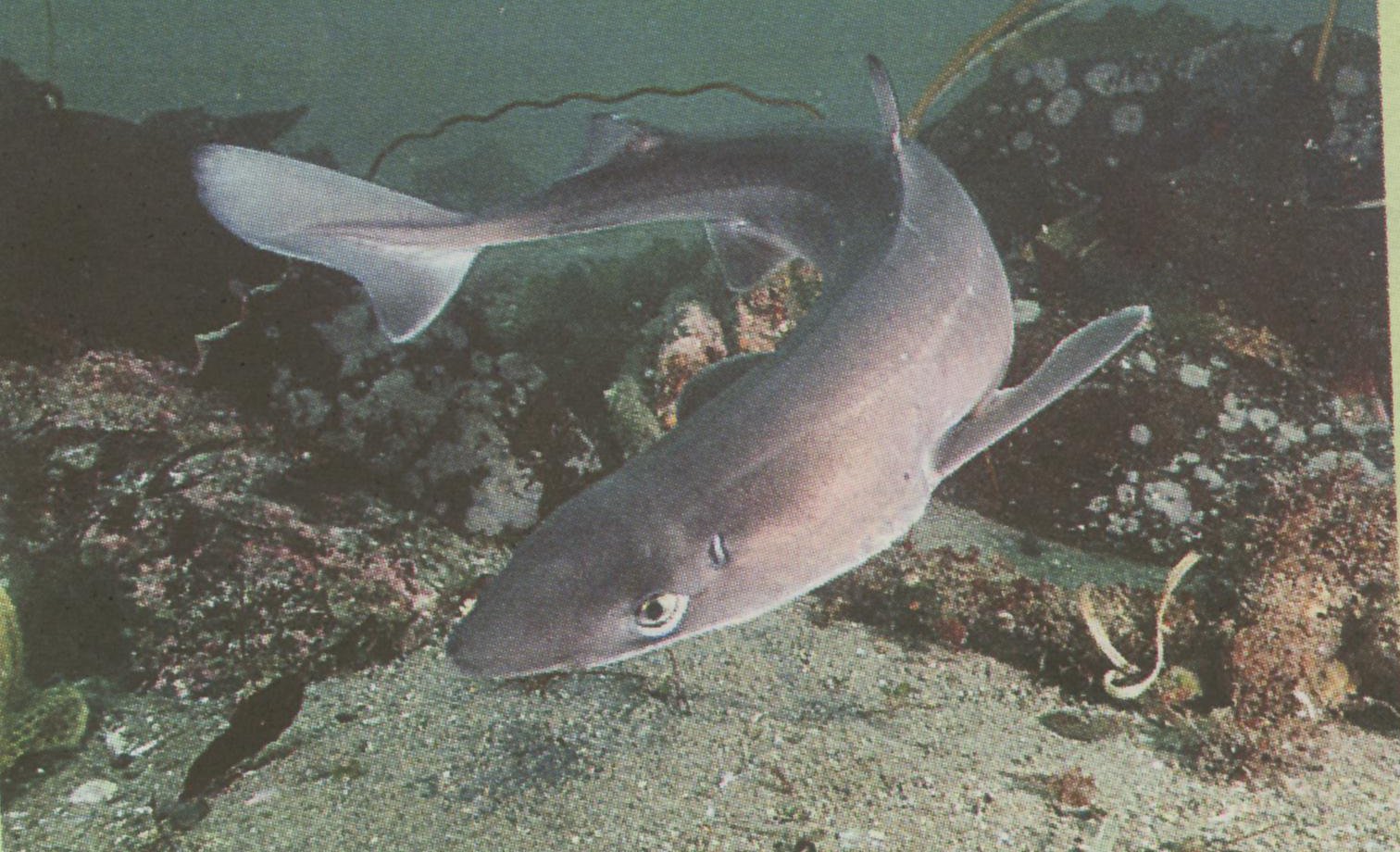 EKOGEO JENISJENIS IKAN HIU DI INDONESIA