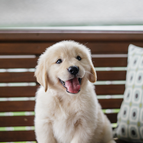 Mini Golden Retriever Breeders Ontario
