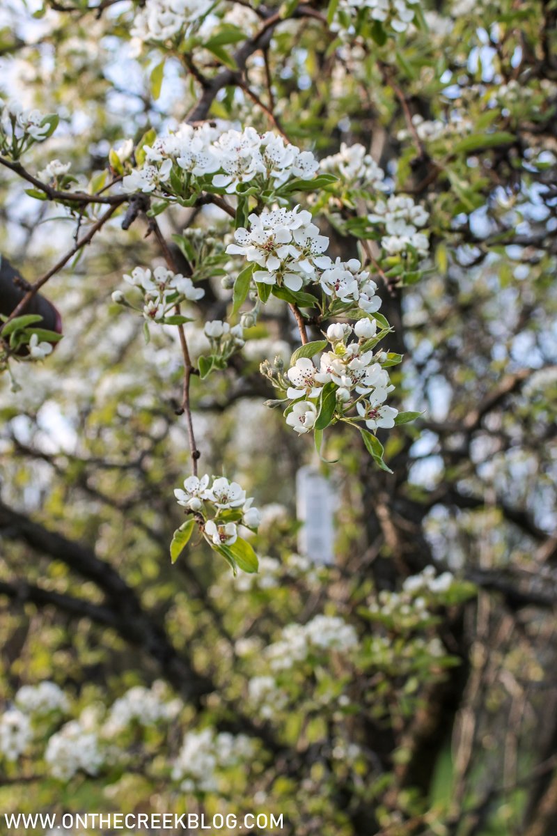 Pear Blossoms + Bartlett Pear Recipes Tiff W. on the creek blog