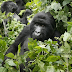 4 Days Gorillas and Wildlife safari Queen Elizabeth National Park