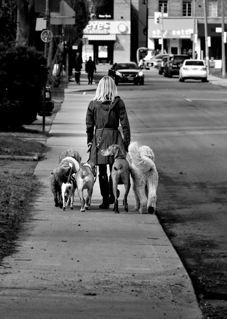 Just Walkin The Dog by The Learning Curve Photography