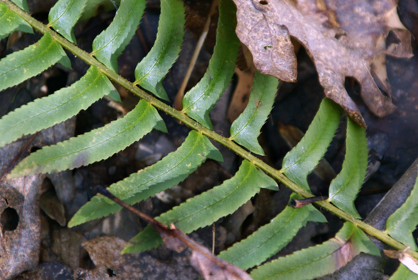 Gardening in the Heart of Virginia Growing Ferns in the Home Garden