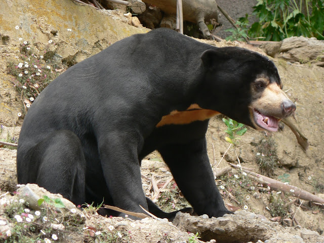 Malaya ayısı