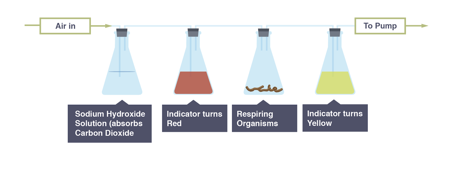 IGCSE Biology 2017 2.39 Practical Investigate the Evolution of
