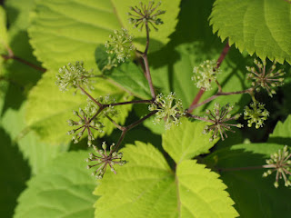 Green leaves with greenish-yellow small, star-shaped flowers on red stems.