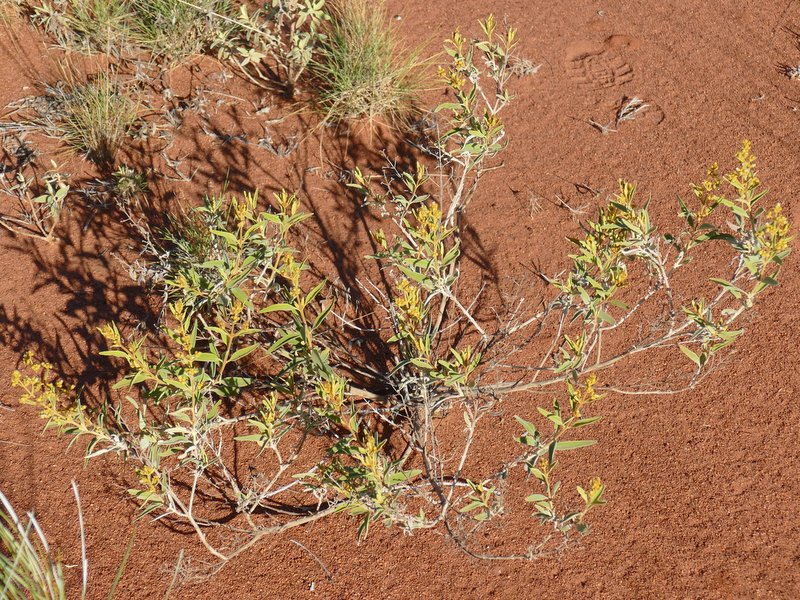 Ian Fraser, talking naturally: The Great Sandy Desert: #4, shrubs