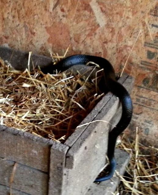 9 Tips to Keep Snakes out of your Chicken Coop Fresh Eggs Daily® with