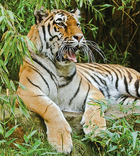 Siberian tigers are contracting canine distemper