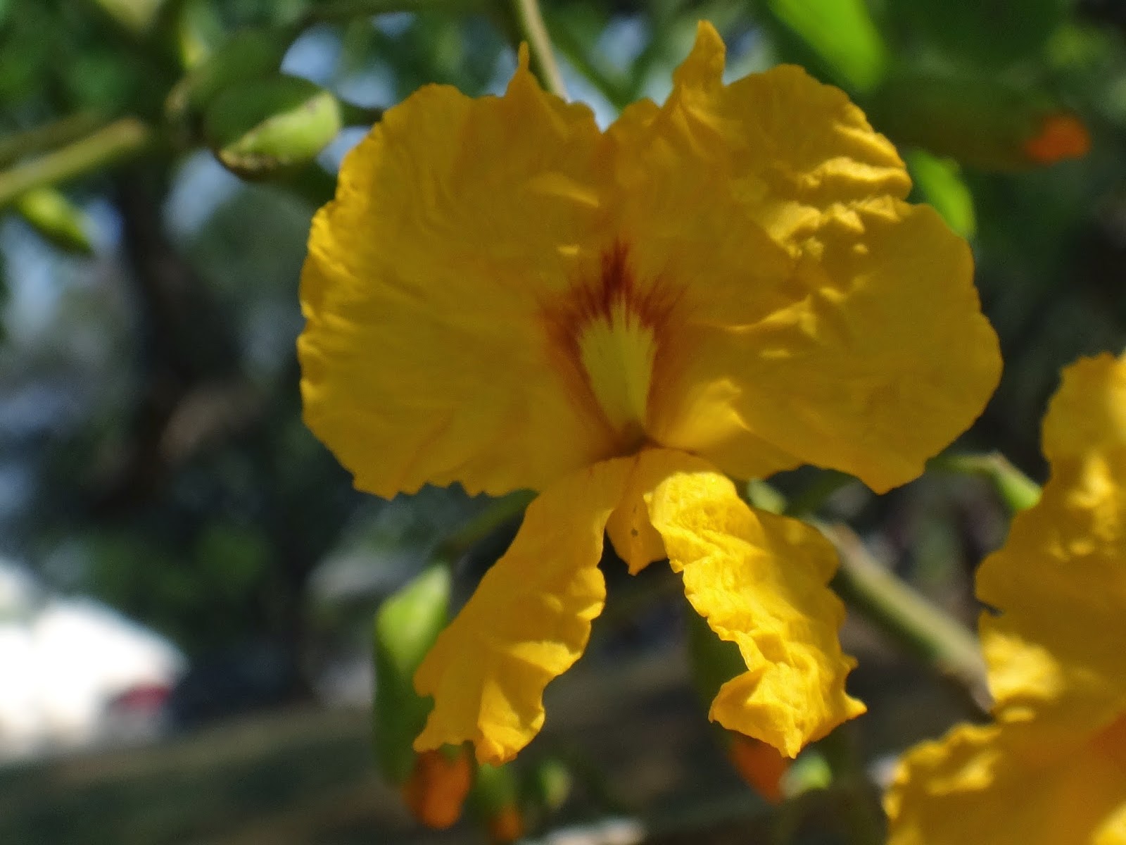 Uma flor por dia Tipuana