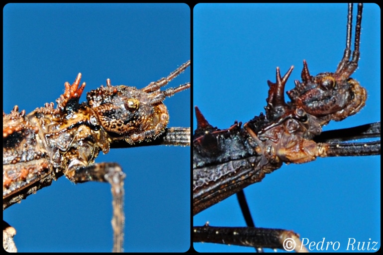 Detalle de la cabeza de una hembra y un macho de Hoploclonia gecko