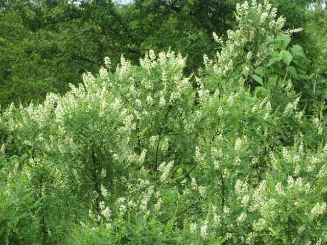 Consultoria Experta en negocios de Agricultura, Ganaderia y Forestales ...