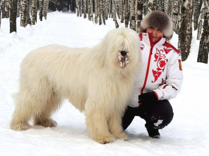 NUNCAJAMAS COCKER EL GUARDIÁN RUSO BLANCO