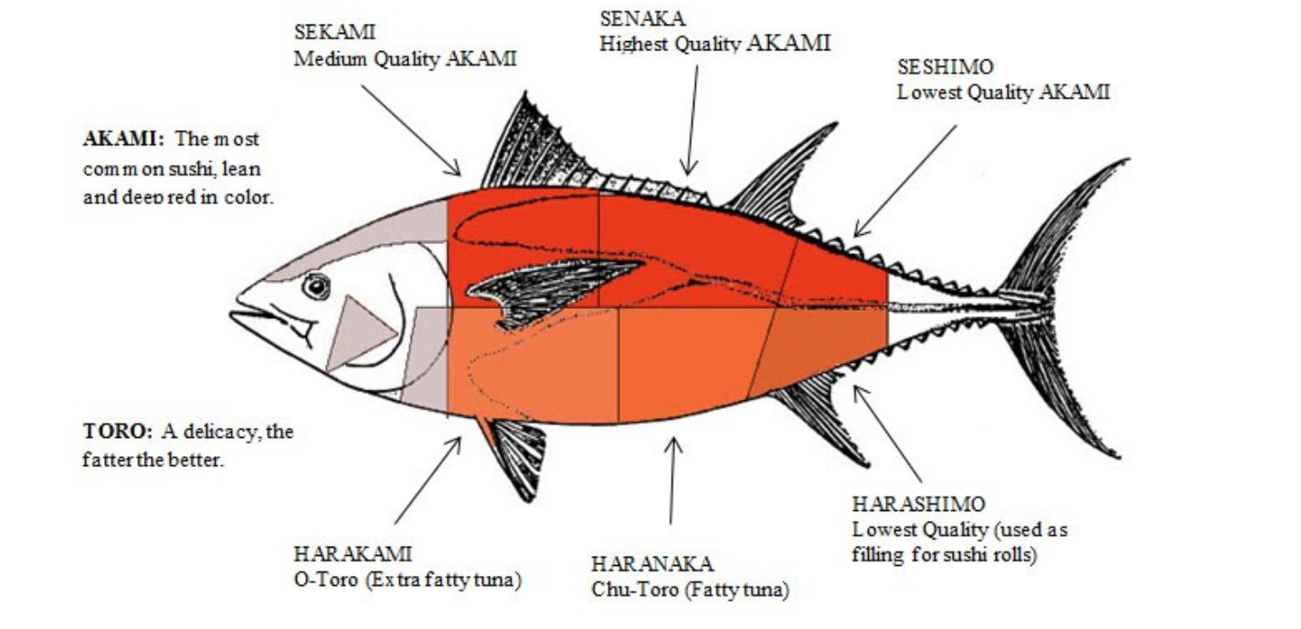 Какие отношения между китом и тунцом. Тунец. Части тунца. Тунец схема. Строение тунца.
