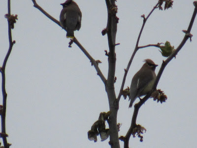 Pine Creek Unit of the Sacramento River National Wildlife Refuge