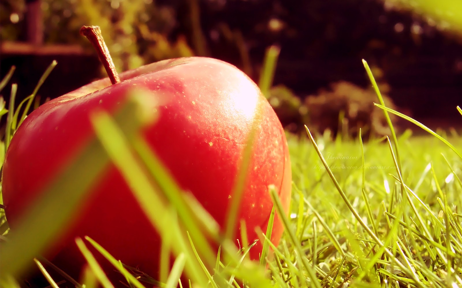 Top 15 Fresh And Beautiful Apple Wallpapers In HD