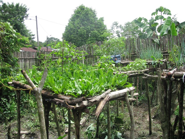 Raíces - Cocina Nativa : HIERBAS DE AZOTEA