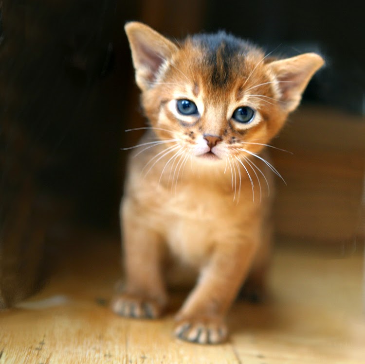 Abyssinian Cat | Fun Animals Wiki, Videos, Pictures, Stories