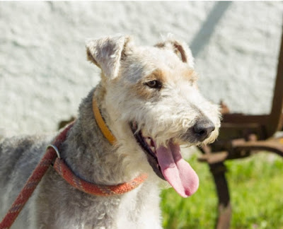 MILOU - fox terrier 11 ans - Spa de Carcassonne (11) Milou11