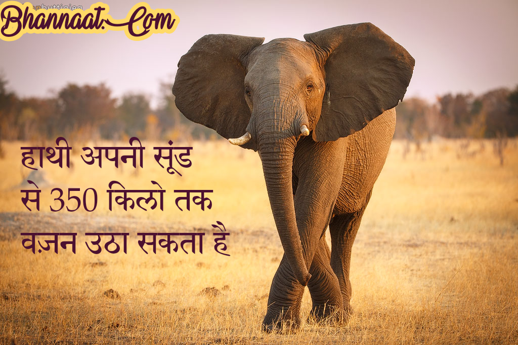 Facts About Elephants In Hindi