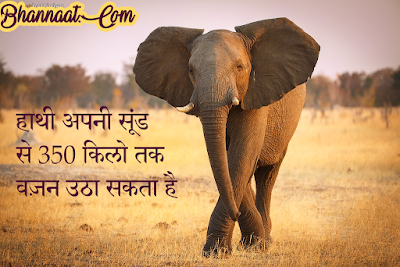 Bhannaat facts on Elephant