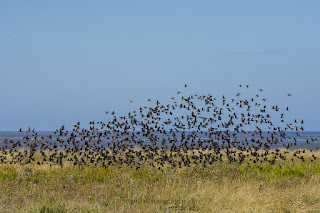 Wildlifefotografie Starenschwarm Nordsee Cappel