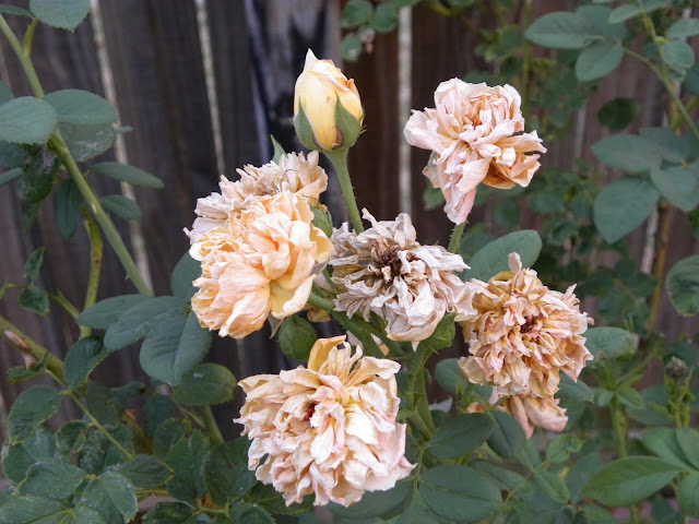 Red Dirt Roses: Hot Days in the Garden