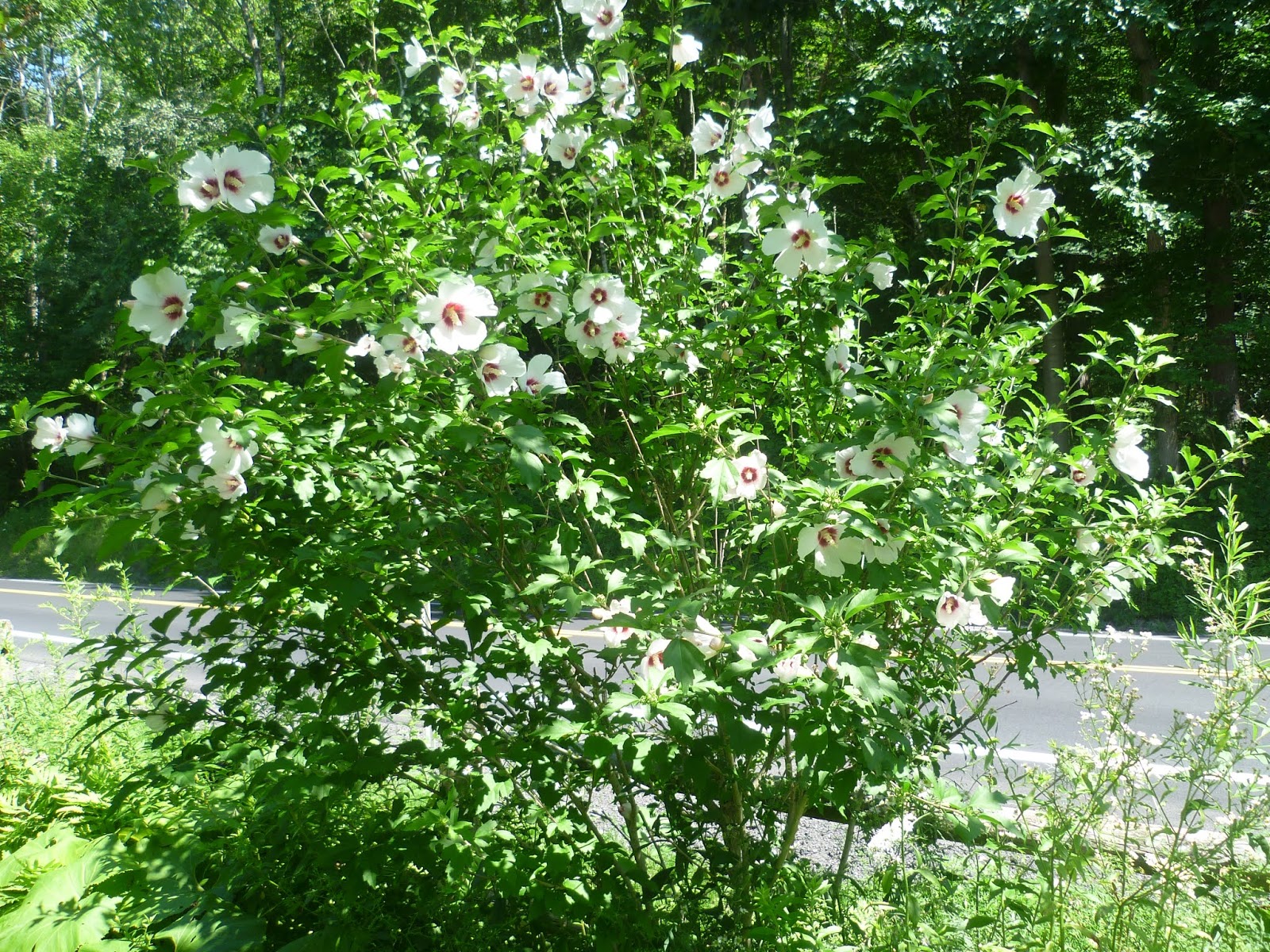 SECONDINSIGHT Bower of FlowersDorothy called it...