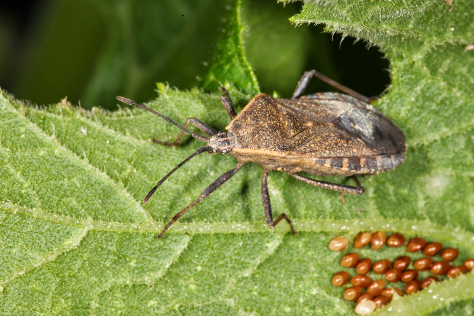JaredDavidsonPhotography Squash Beetles