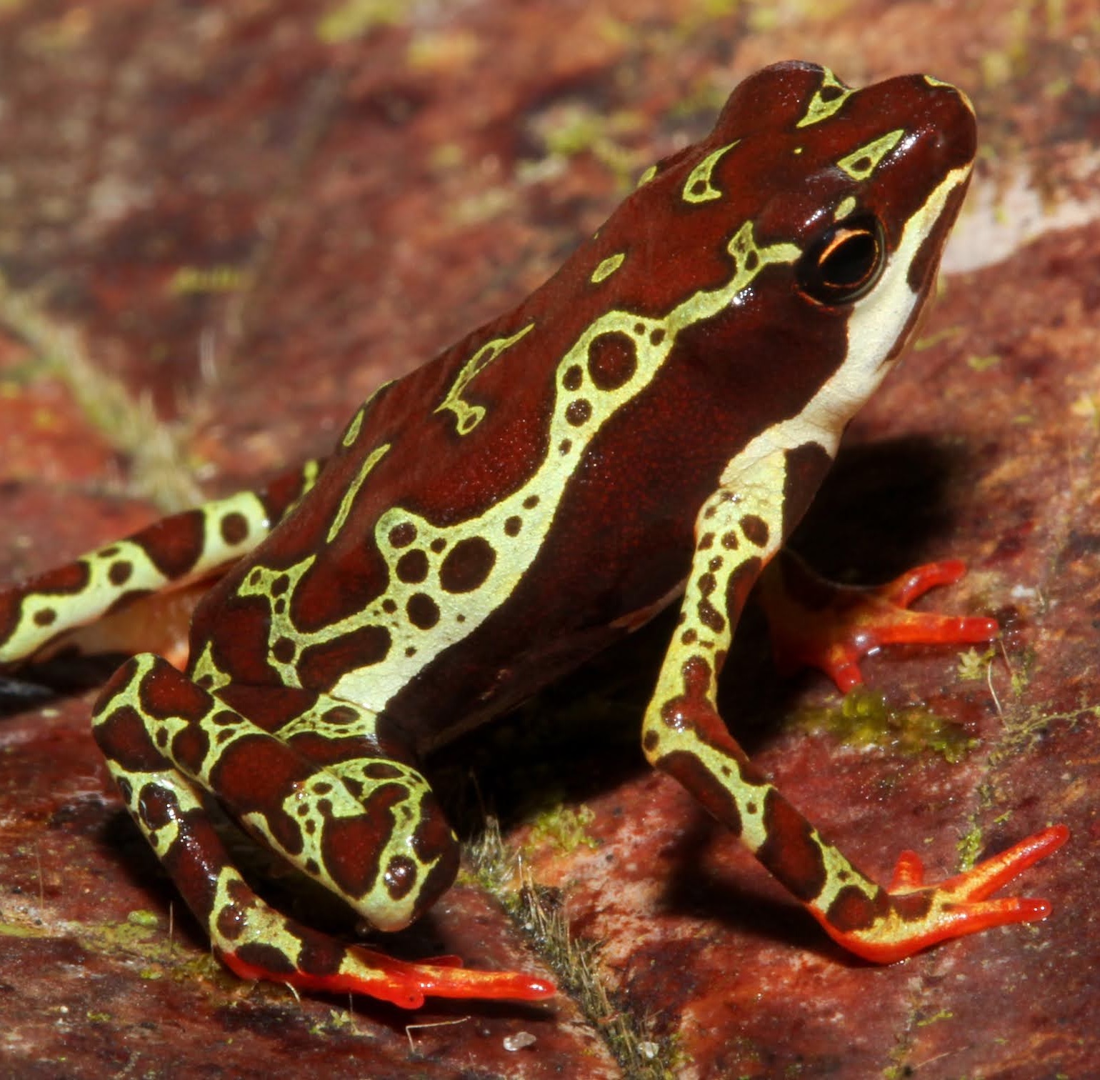 Atelopus Spumarius
