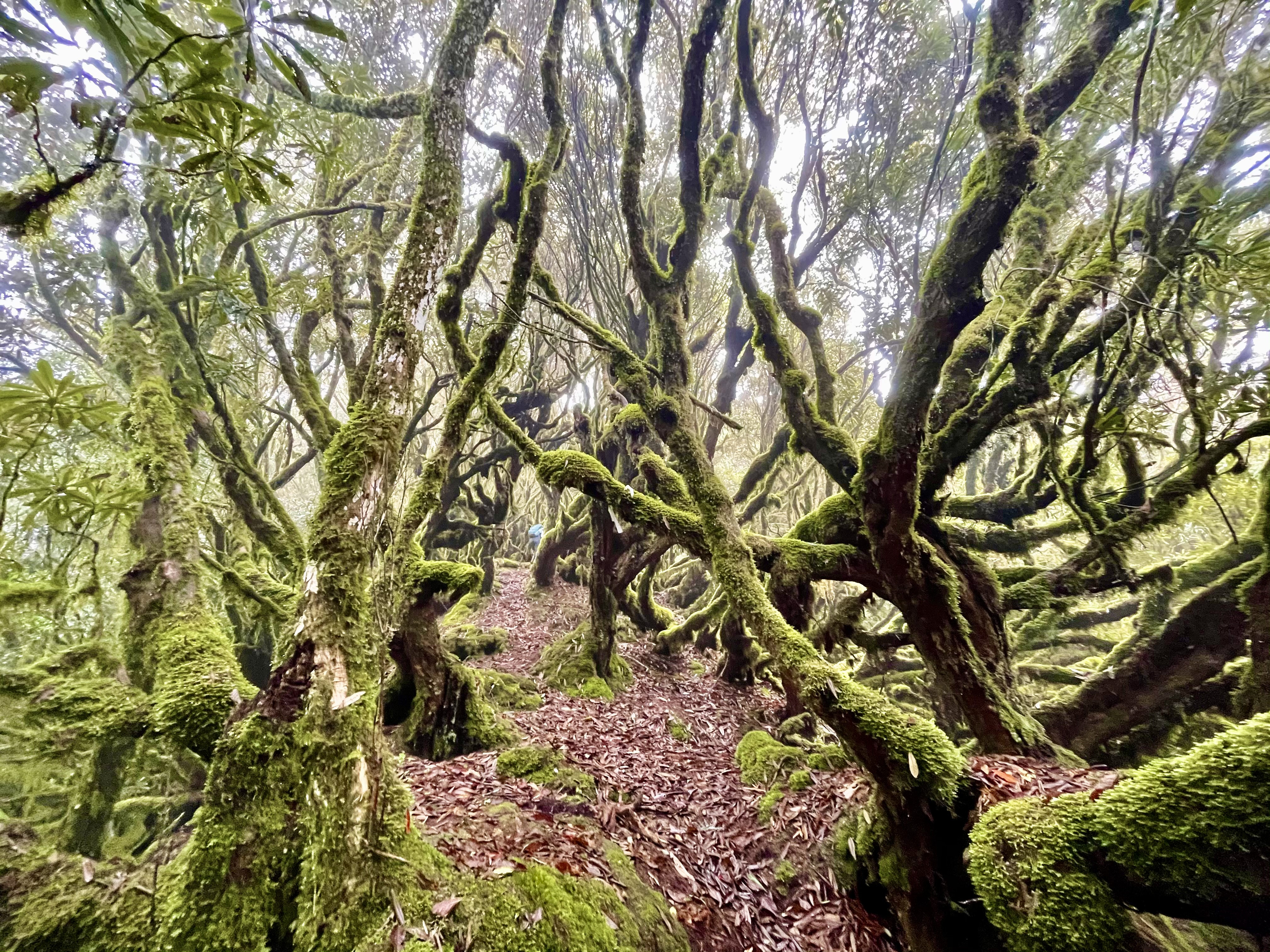 玉里山登山路線魔幻森林