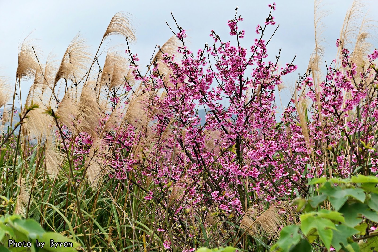 陽明山 櫻花