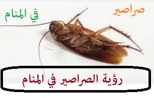 تفسير رؤية الصراصير في المنام لابن سيرين والنابلسي وابن شاهين